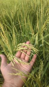 SHIVESHPRATAP.COM स्वर्गिक सुख की अनुभूति ||